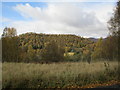 Woodland by the Spey