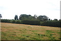 Farmland near Poplar Tree Farm