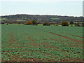 View towards Langdon Hills