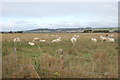 TR0932 : Sheep near Burmarsh by Julian P Guffogg