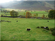 NY2806 : Sheep pastures below Raven Crag by John Allan