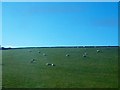 Grazing sheep on drumlin land