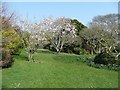 Magnolias, Morrab Gardens