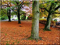 H4672 : Fallen leaves, Omagh County Hospital by Kenneth  Allen