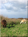 Llamas near Telscombe