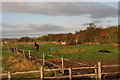 Autumn- and other colours at the horse field on Thoresby Road