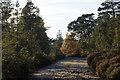 NH1922 : Track on the south side of Loch Affric by Mike Pennington