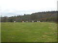 Sheep grazing at Pengelly