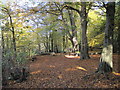 Bromborough Wood in Autumn