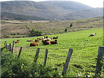 J3531 : Cattle on intake land on the edge of the Mournes by Eric Jones