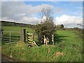 Sheep, Mullaghsandall Road