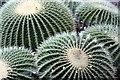 TQ1877 : Cacti, Kew Gardens, London by Christine Matthews