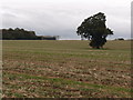 Solitary Oak tree