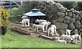 Feeding lambs in  the Carrigenagh Road area