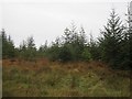 H1589 : Forestry, Lismullyduff Mountain by Richard Webb