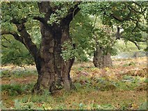 TQ1971 : Ancient oak trees in High Wood, Richmond Park (3) by Stefan Czapski