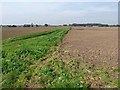 Headland between fields off Moor Lane