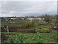 Allotments - Common Lane