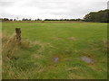 Fields at Rough Farm