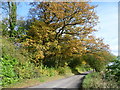 Autumn along Ovenden Road