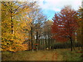 NX7272 : Autumn colour on Poundland Moor by Hugh Close