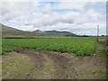 A field of potatoes on the east side of Brackenagh East Road 