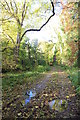 Track near Lintmill Lodge