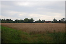 TQ7547 : Wheat field by Tilden Lane by N Chadwick