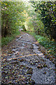 Byway in Bushy Copse