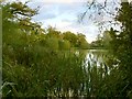 Fourwents Pond, Holmwood Common (3)