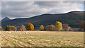 Field with sunlit trees