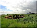 Cattle beside the road