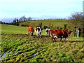 Cows, Moylagh