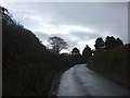 Trees against the sky at Langsford