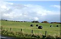 Grazing near Brampton