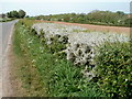 Mass of caterpillar webs in a hedge near Dingestow