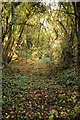 Trees in Hobbs Quarry