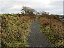 NU2517 : Coastal Path near Howick by Chris Heaton