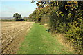 Path by Hollington Wood