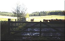 NJ6404 : Cattle in a field by Netherlands by Stanley Howe