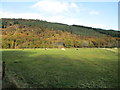 Pasture near Craigdarroch