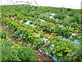 SP0944 : Strawberry Growing by Nigel Mykura