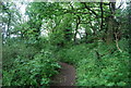 Ancient trackway along the North Downs