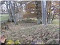 Shelter belt on the line of an earthwork