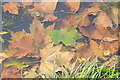 SO8844 : Leaves in Croome River by Philip Halling