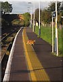 Cat, Pinhoe station