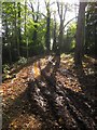 Muddy tracks, woodland near Torbay hospital