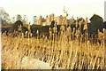 Melford Hall through the reeds in 1984