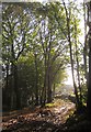 Path from Torbay Hospital