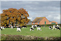 Pasture near Burland, Cheshire